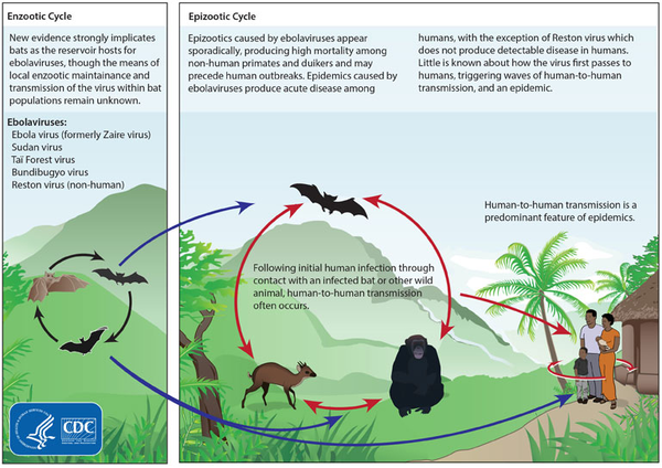 Ebola Cycle - CDC image