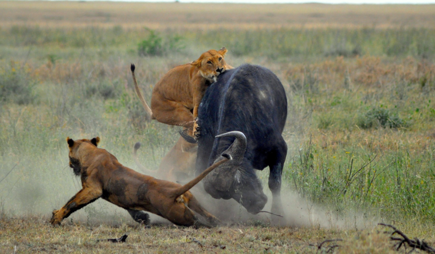 Lion attack image