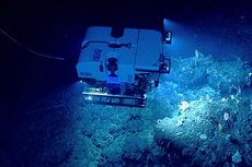 Image courtesy of NOAA Okeanos Explorer Program, Our Deepwater Backyard: Exploring Atlantic Canyons and Seamounts
