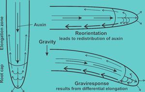 Gravitropism image