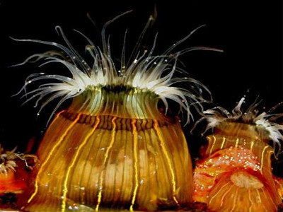 Sea anemones - Glen Watson photo