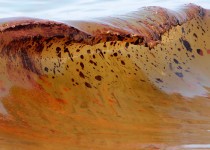 This long-term study will reveal what impacts may be in store 30 years after the 2010 Deepwater Horizon spill. (GoMRI photo)
